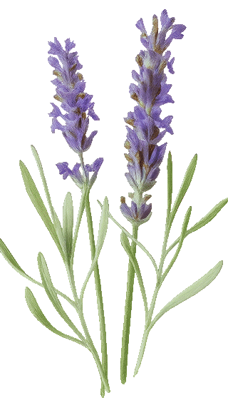 Fragrance: How Scent Can Elevate The Everyday