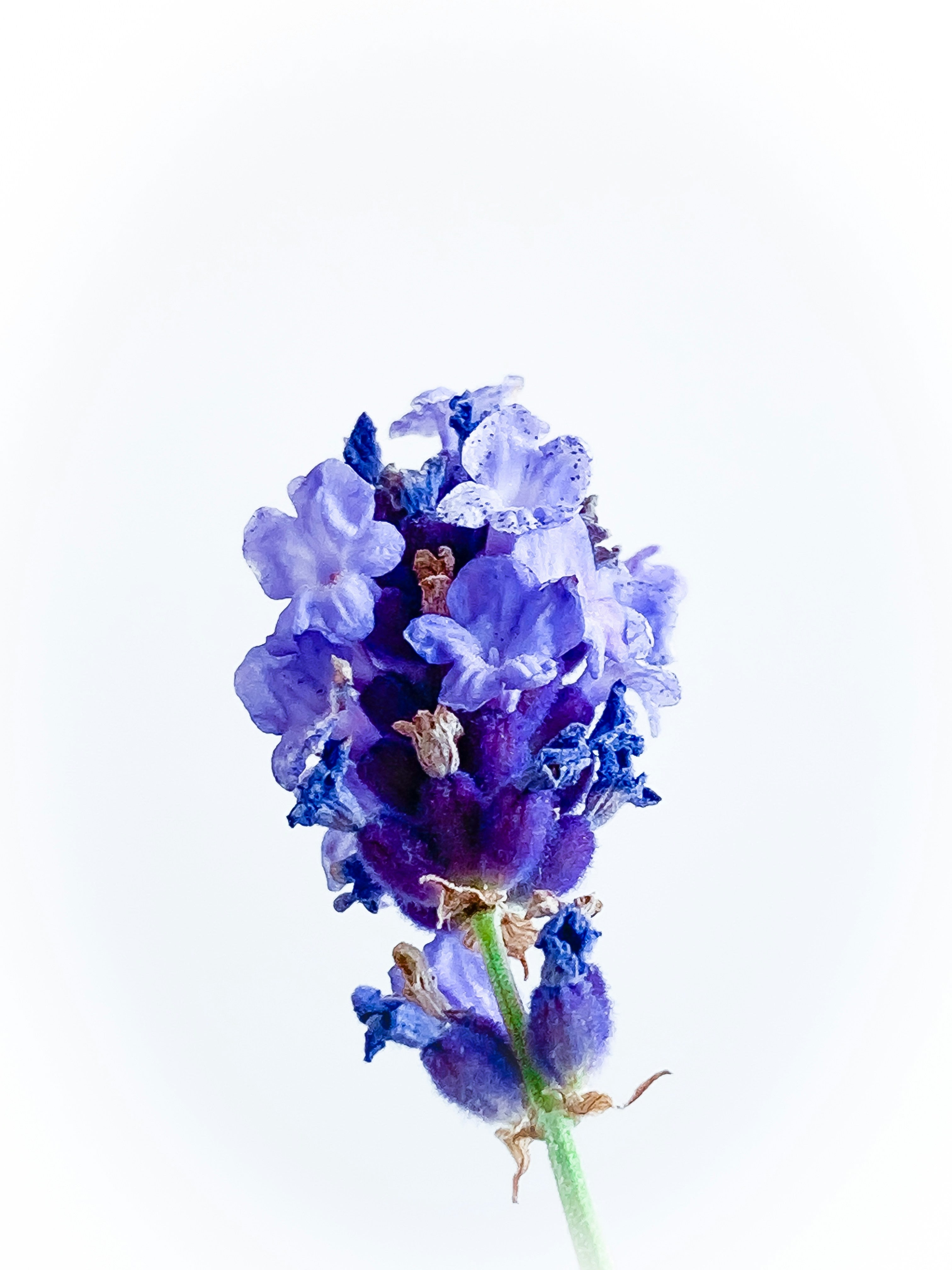 Why Lavender is Your Wardrobe's Best Friend: Harnessing Nature's Power for Spring Cleaning Your Wardrobe